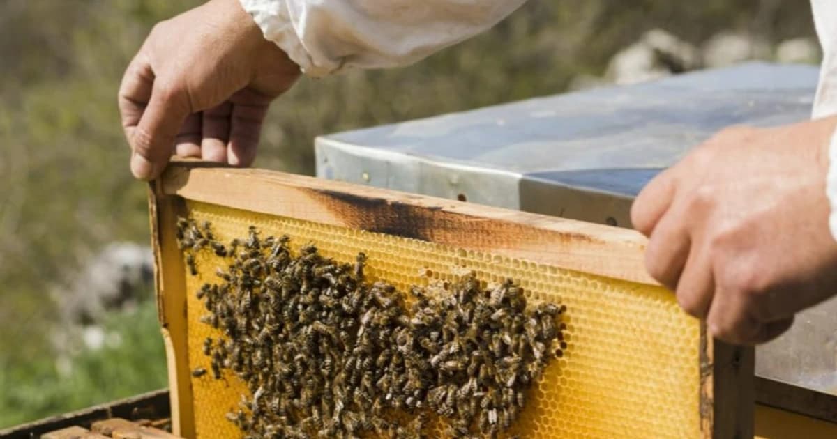 Қазақстан ара балының экспортын 2,5 есеге ұлғайтты